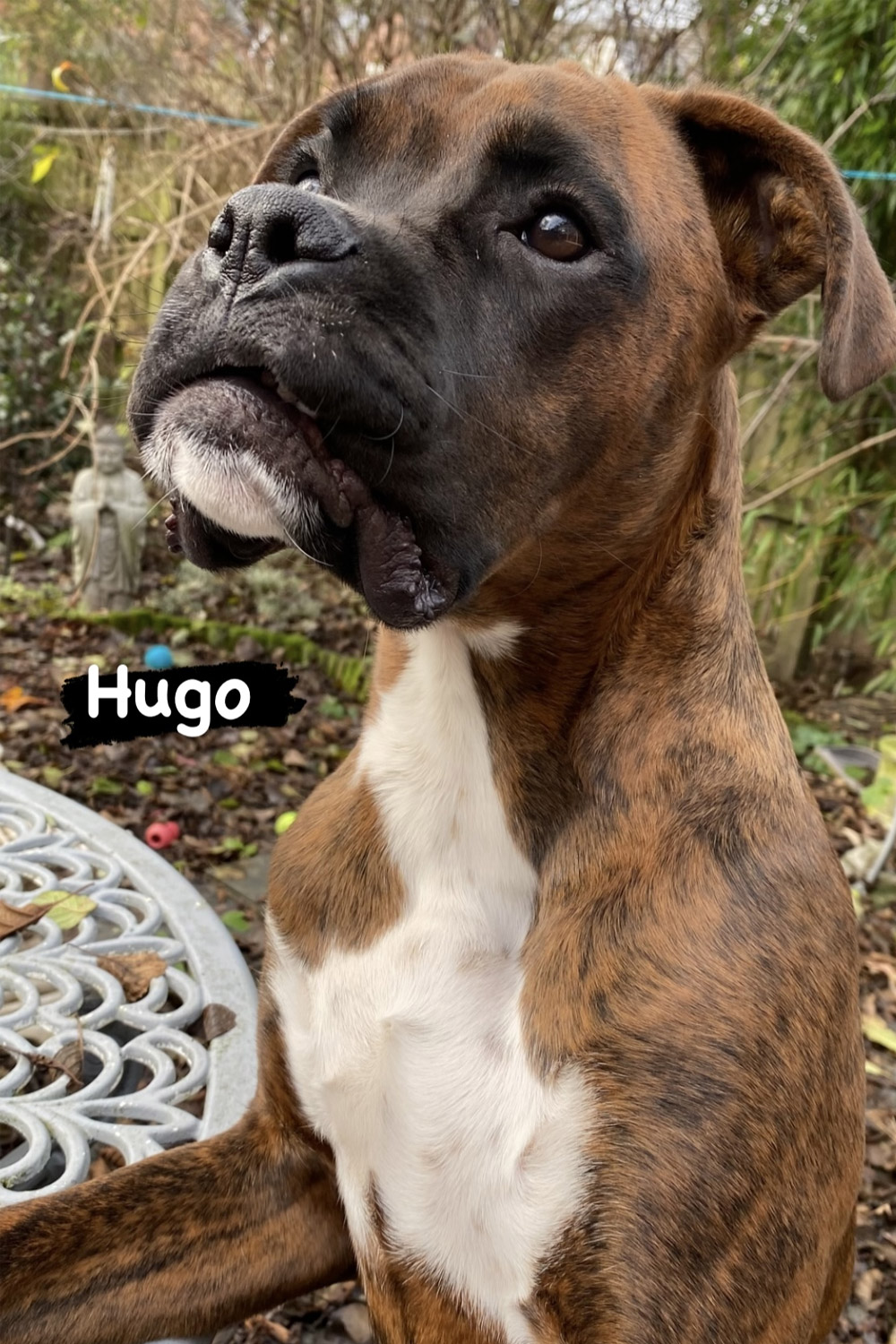 Hugo